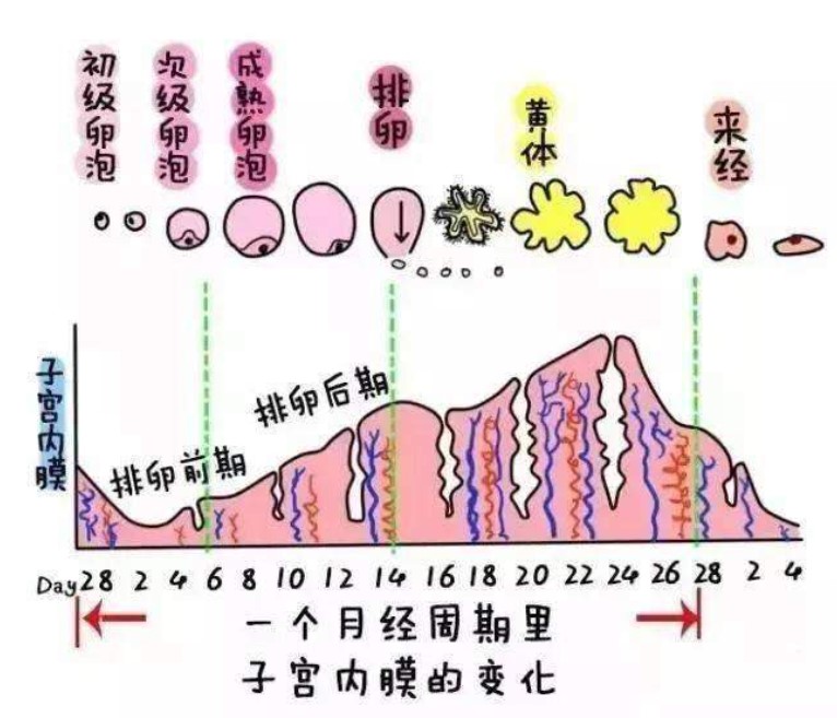 威海助孕机构花费-子宫内膜厚的试管婴儿的成功